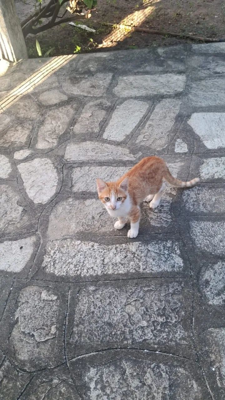 Gatos carinhosos para doação responsável varios - Foto 5