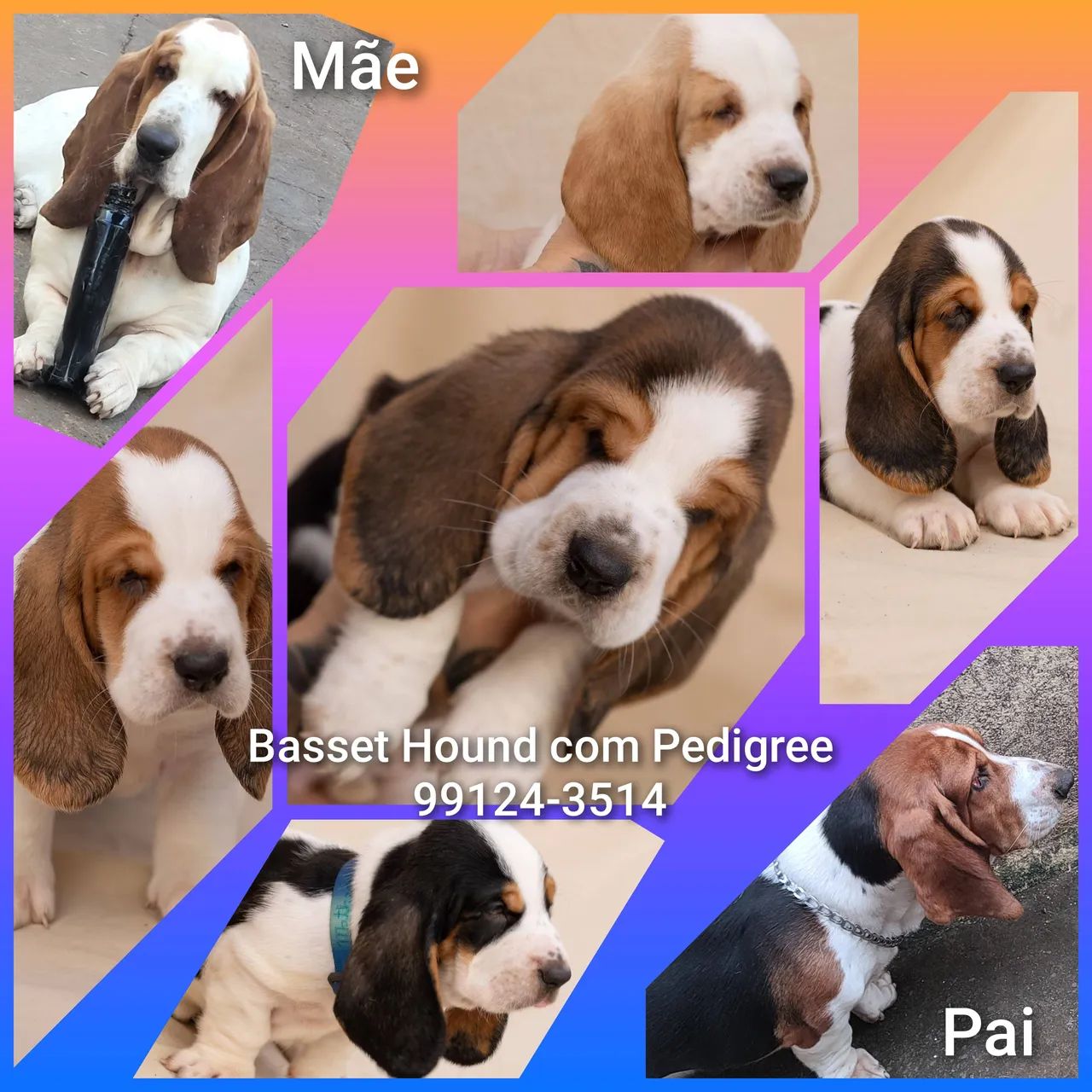 Cachorros Basset Basset Hound Pedigree Lindos Filhotes De Basset