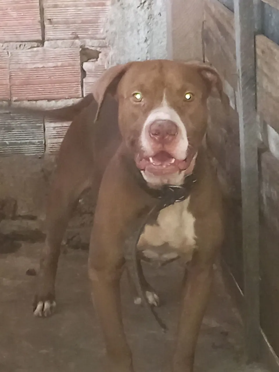 Pitbull - Cão Forte e Leal