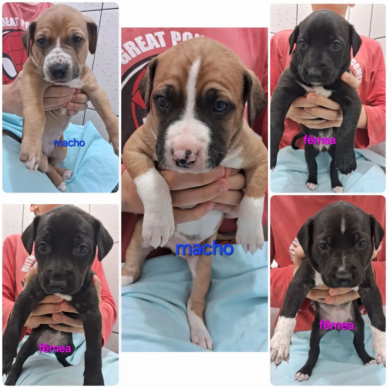 Filhotes de cães - Lindos e saudáveis - Foto 3