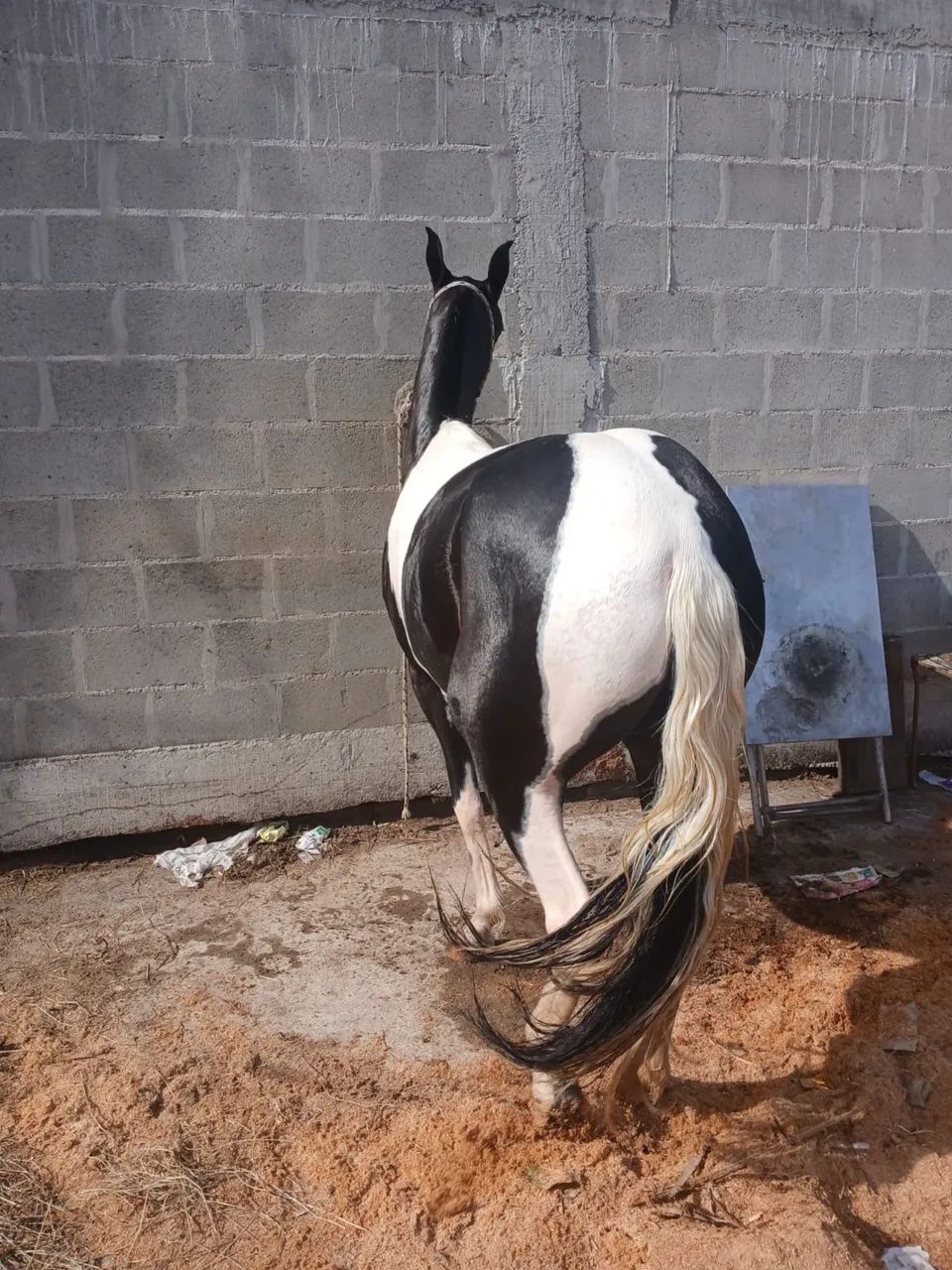 Potra 2 anos e3 meses  - Foto 2