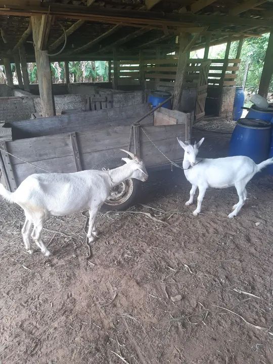 Cabras Brancas - Adulta e Jovem