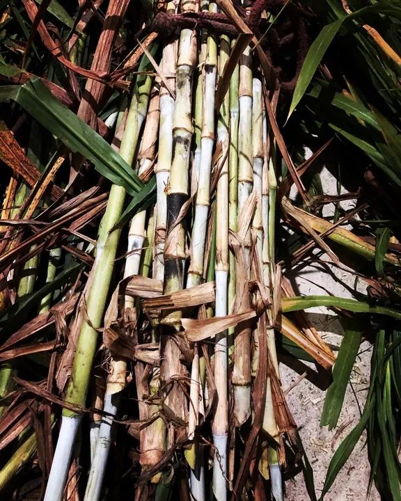 Mudas BRS CAPIAÇU  - Foto 2