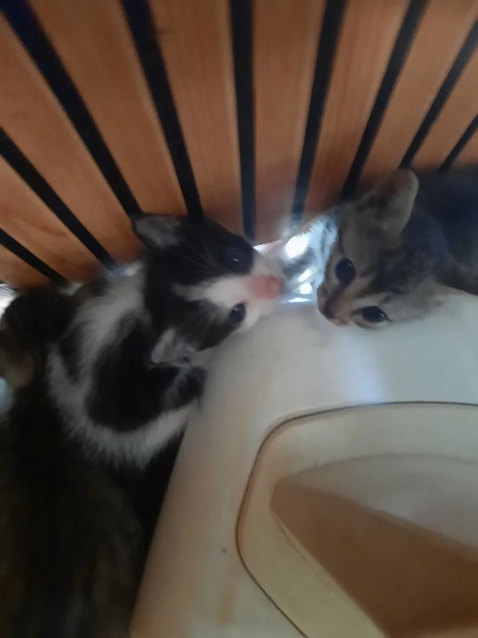 Gatinhos lindos para Adoção - 3 machos é 2 fêmeas