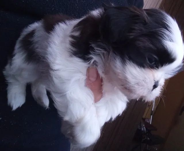 Shih-tzu  - Foto 2