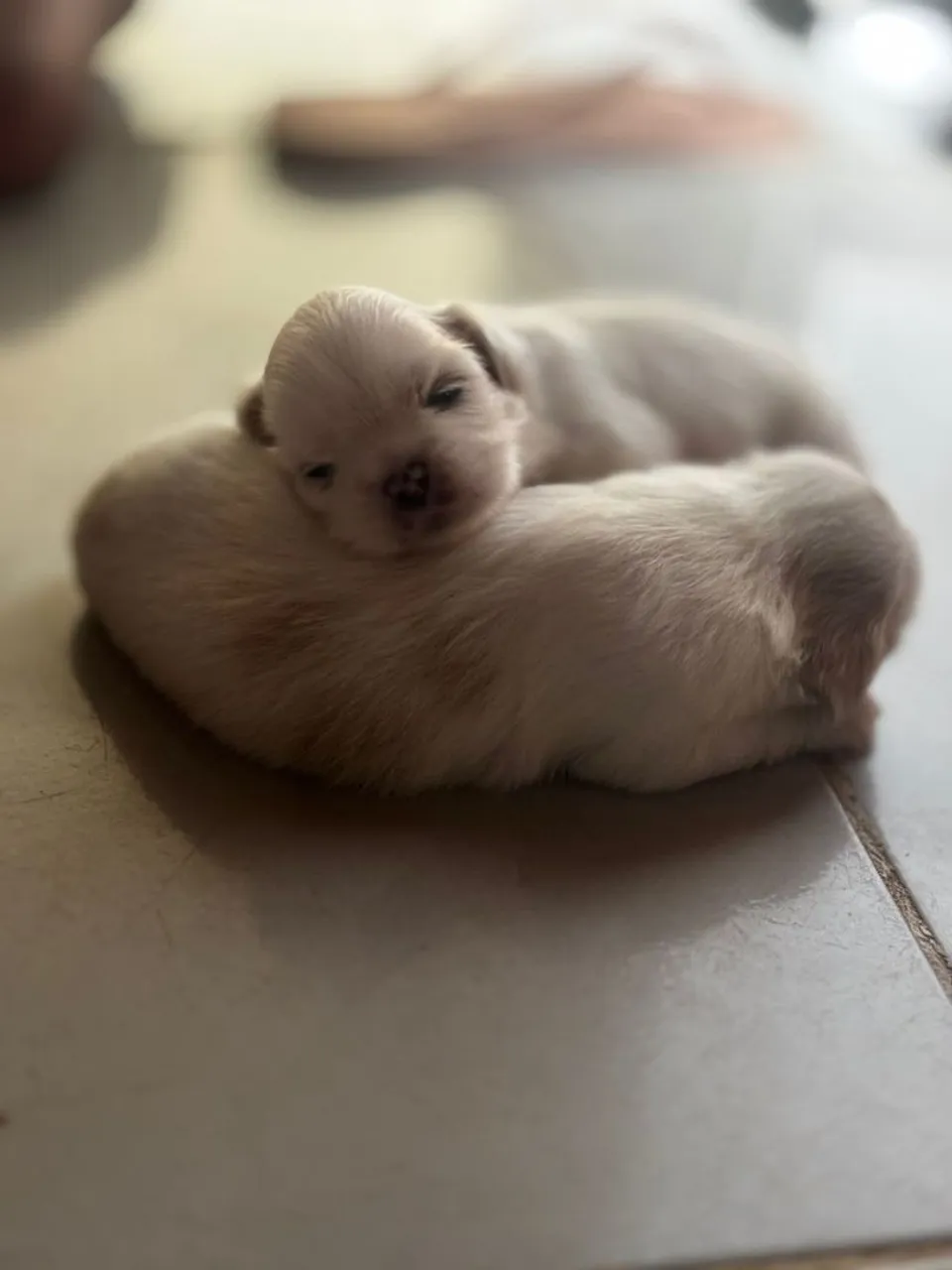 Filhotes de Shih Tzu