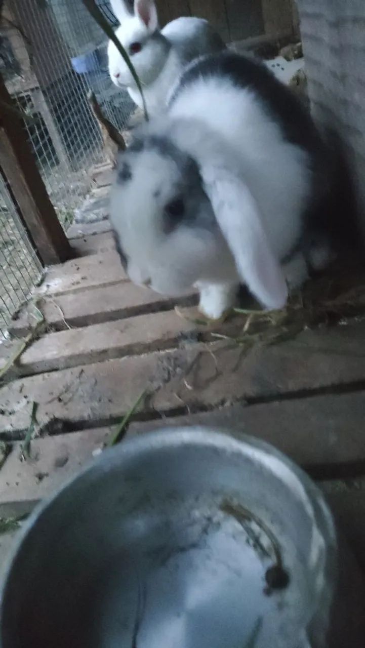 Mini Coelho - Raça Pura (Mini Lop e Netherland Dwarf) dócil - Foto 6
