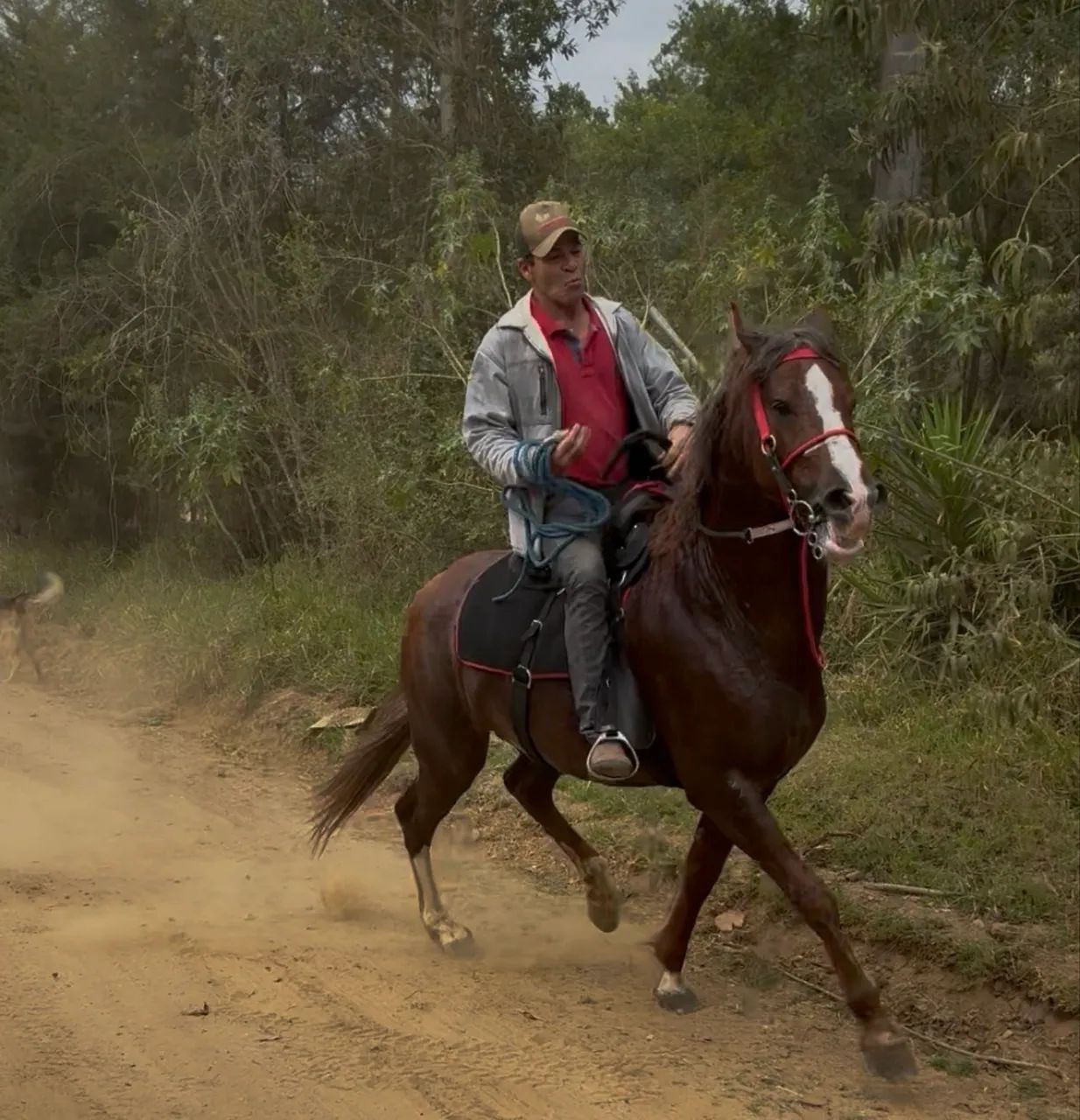 Mangalarga Paulista, 7 anos - Foto 2
