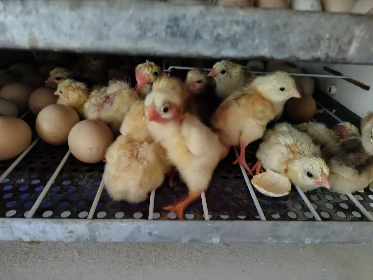 Pintos Índio Gigante e Polaco Gigante 