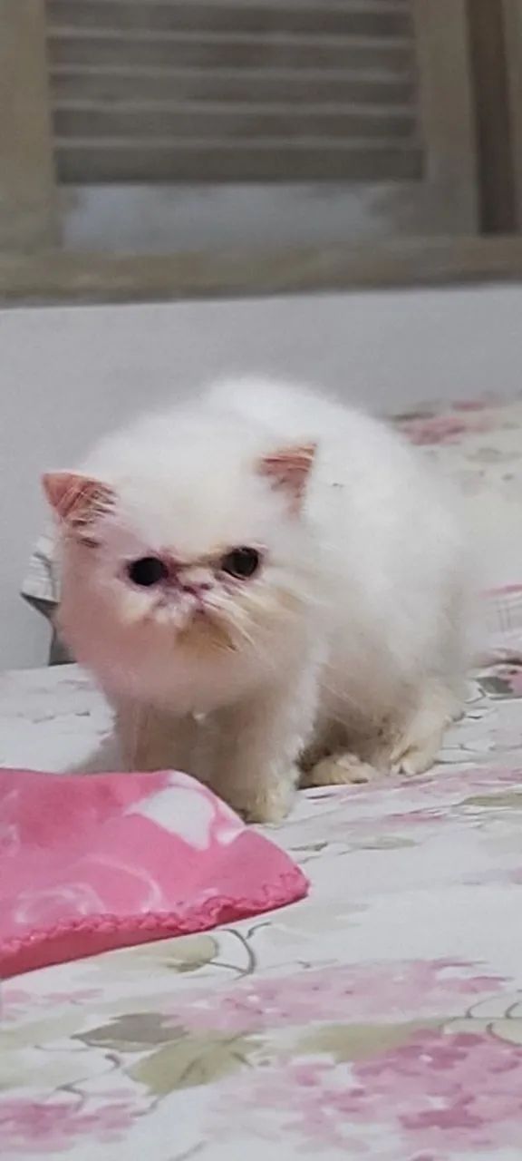 Gato persa olhos ímpares  .  - Foto 3
