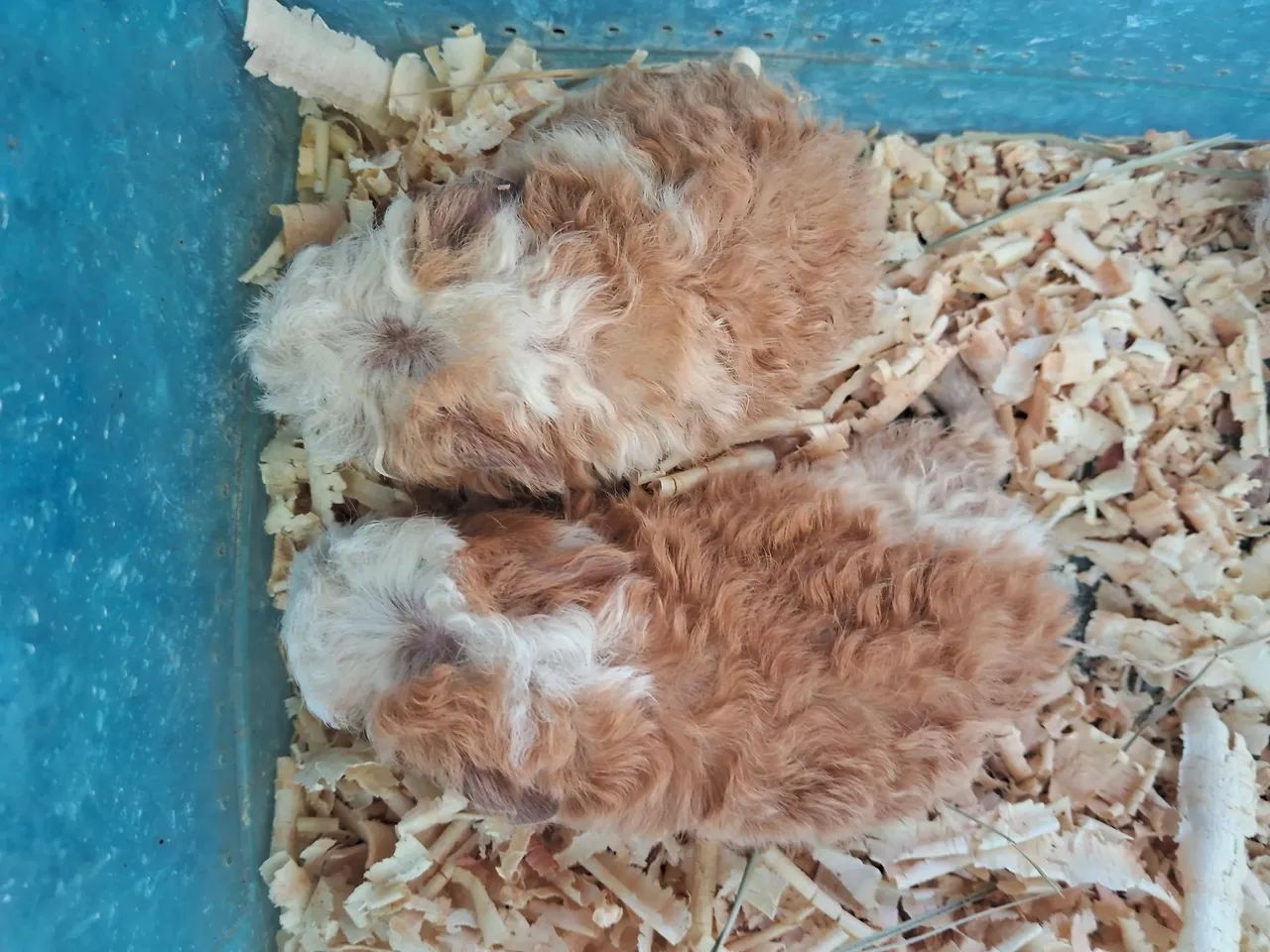 A3M- Porquinho da Índia Alpaca ( leia a descrição do anúncio)