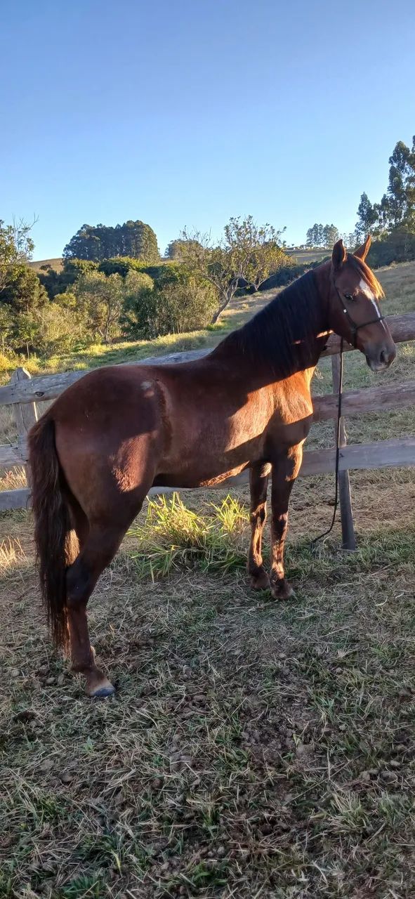 Cavalo Mangalarga Marchador  - Foto 3