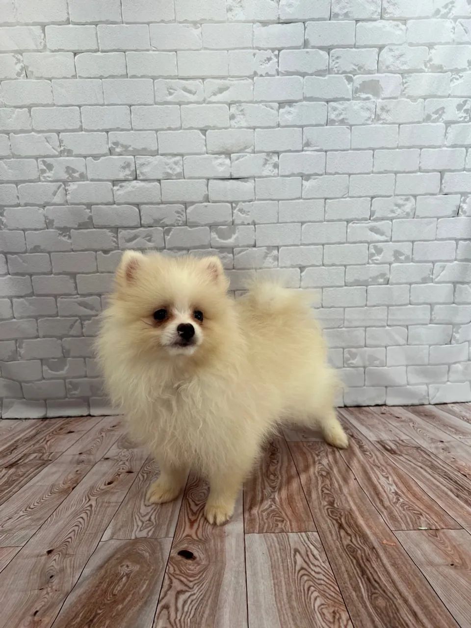 Filhote Lulu da Pomerania