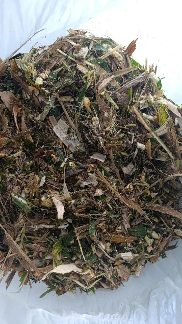 Silagem de Milho  - Foto 2