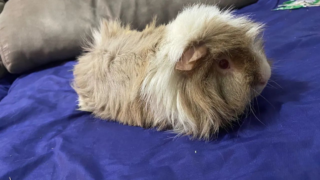 Porquinho da índia pelo longo 