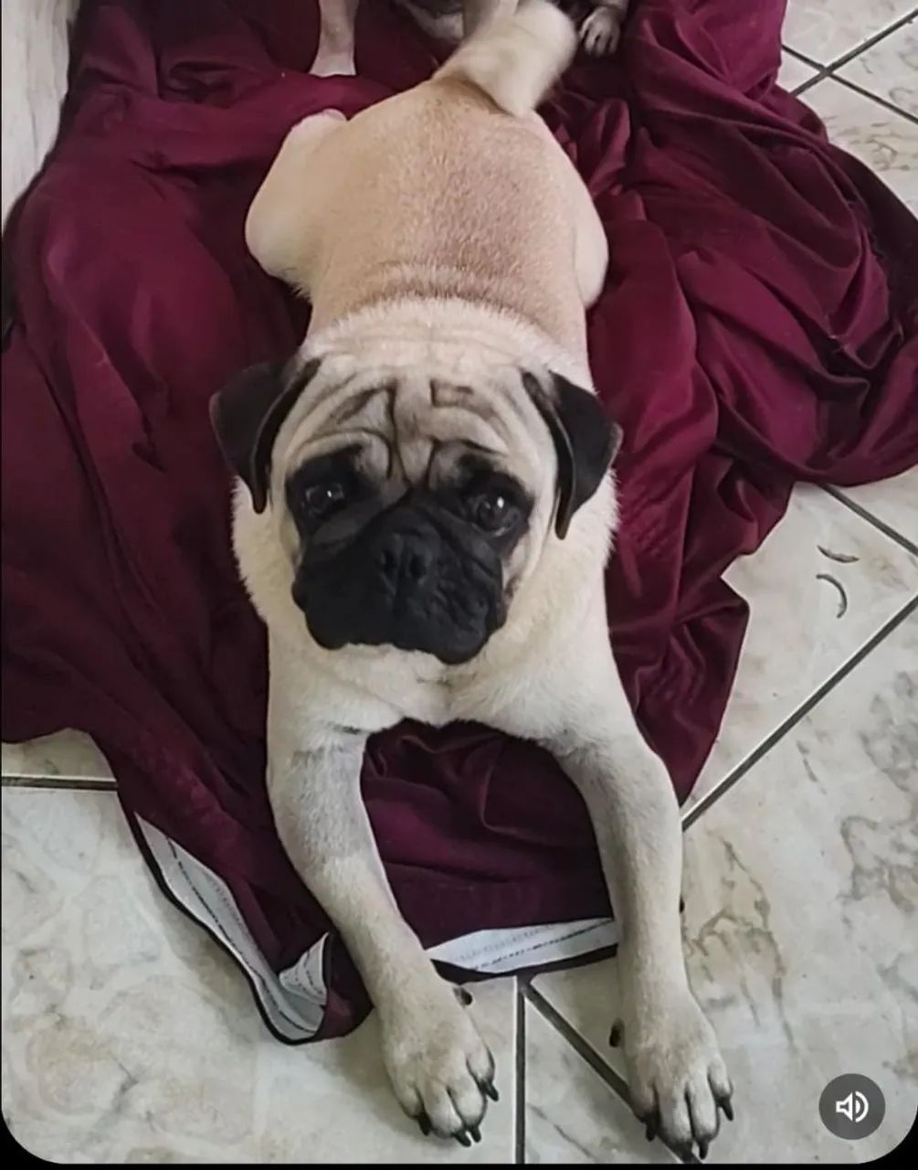Pug macho para cruza 