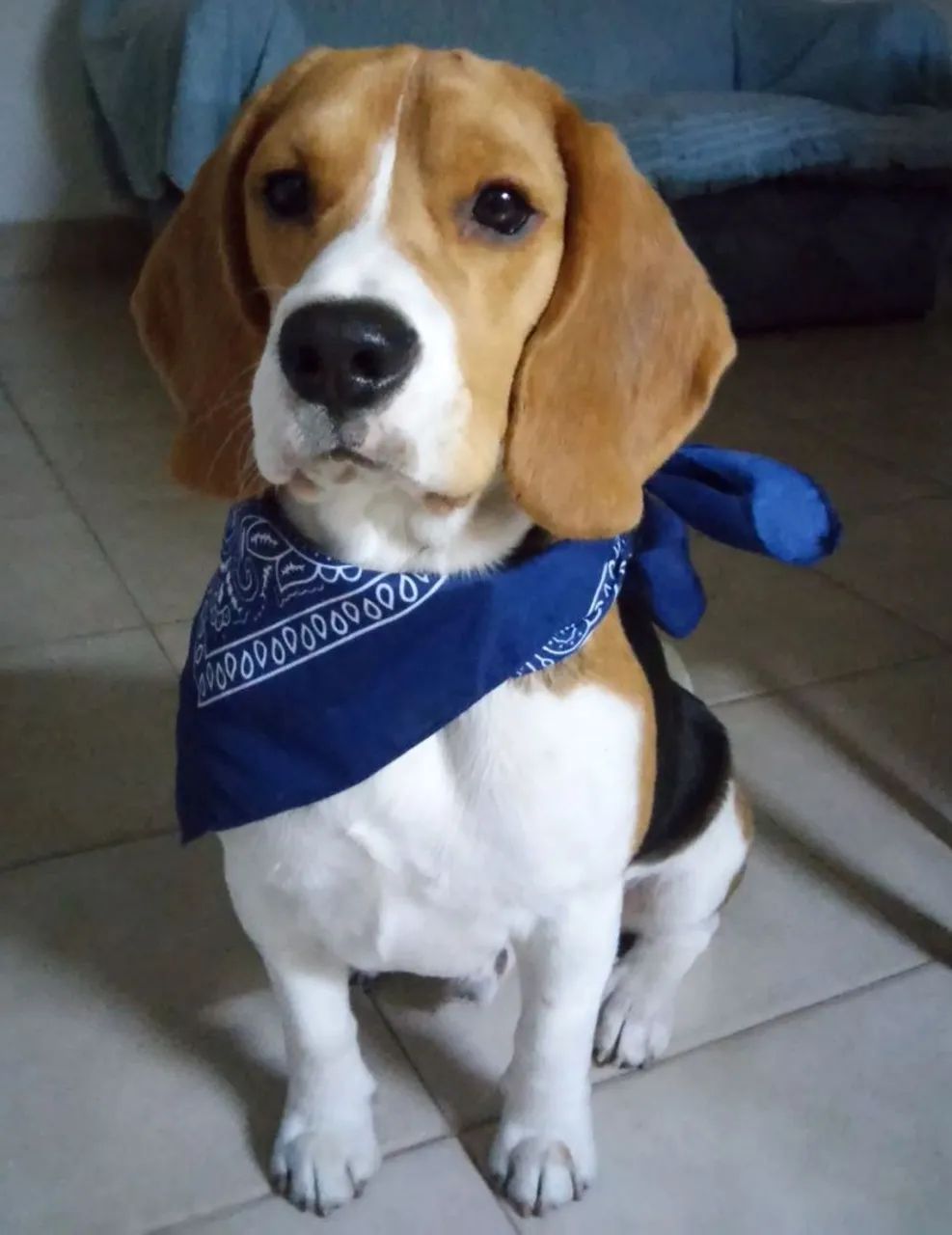 Beagle: Seu novo parceiro de aventuras tem orelhas caídas e coração gigante!