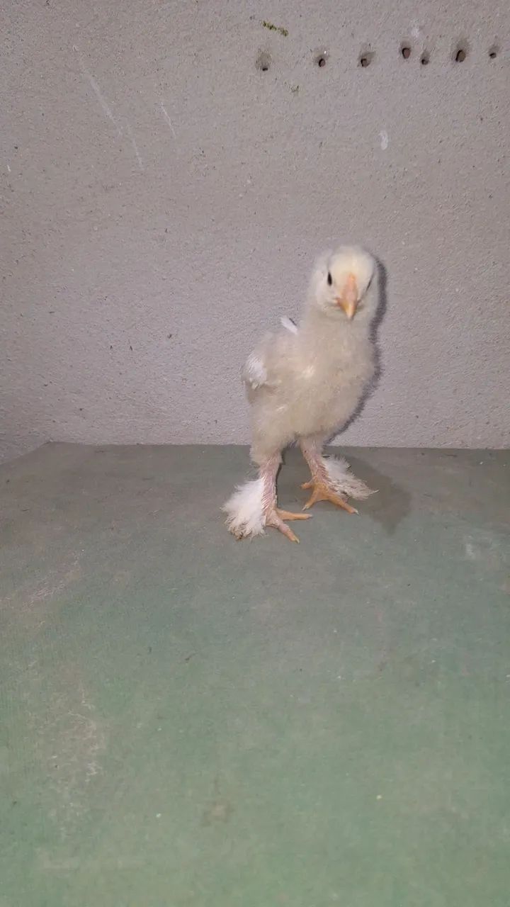 Pintinhos brahma - Foto 6