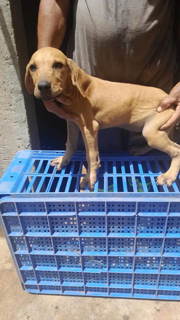   Filhotes de Fila Brasileiro, animais de estimação - Foto 2