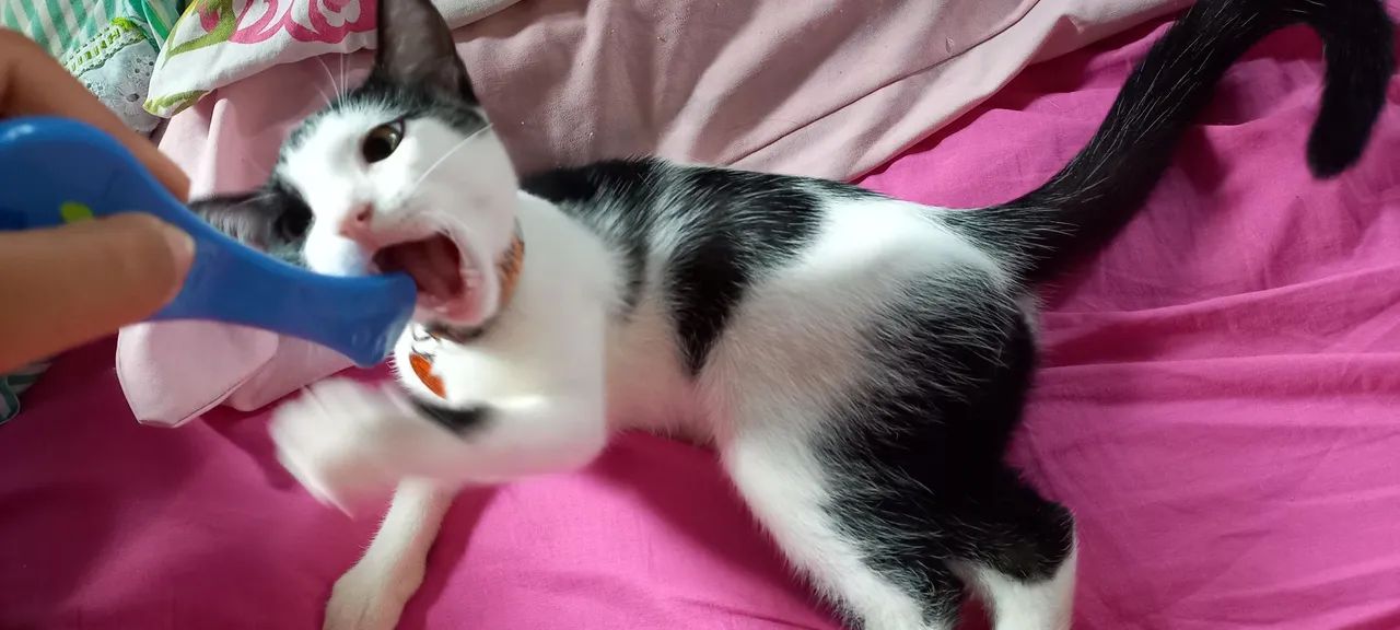 Gata frajola adoção - Foto 2