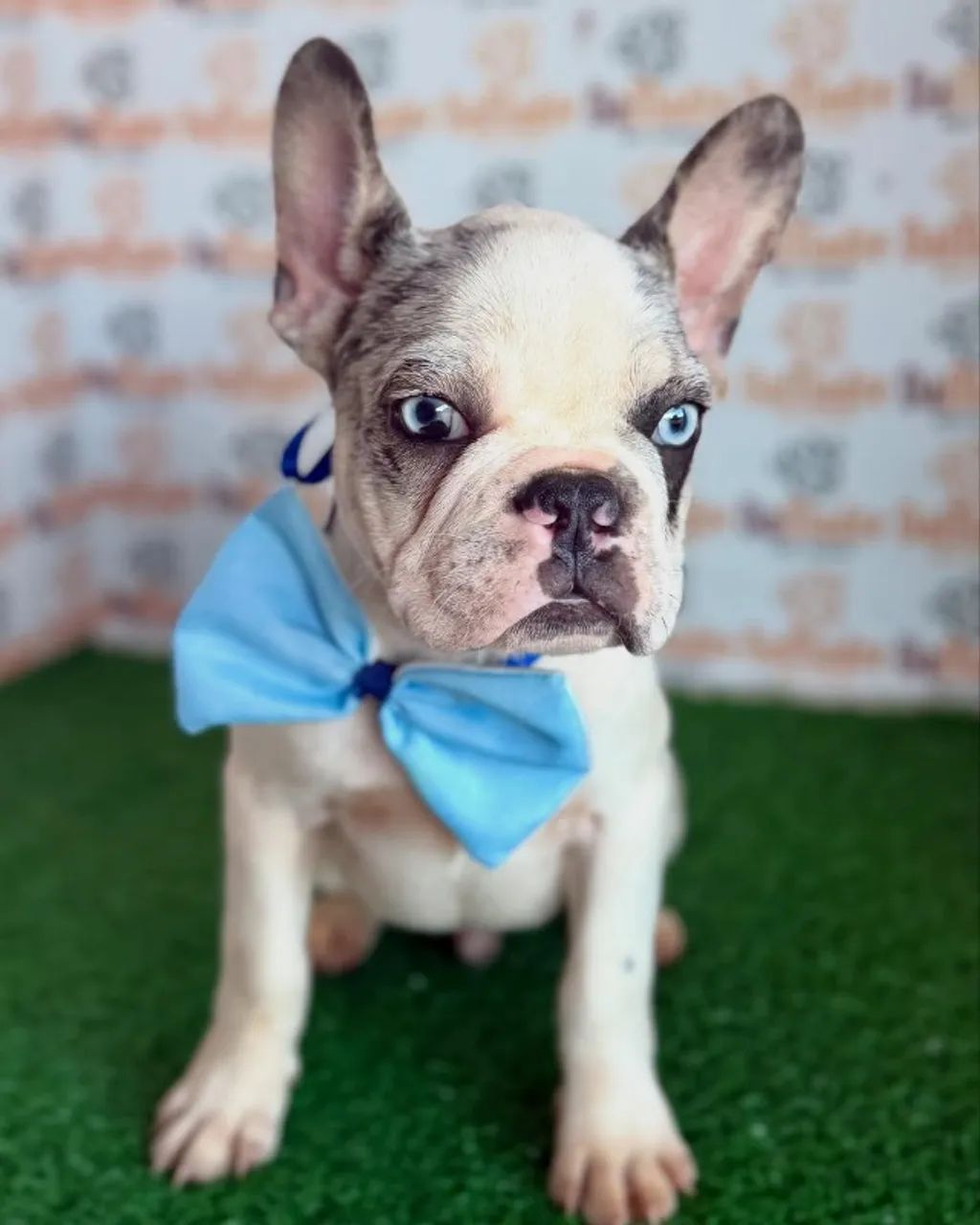 Buldogue Frânces Filhotes Londrina