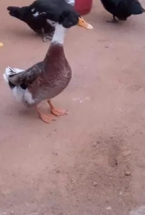 Marreco macho