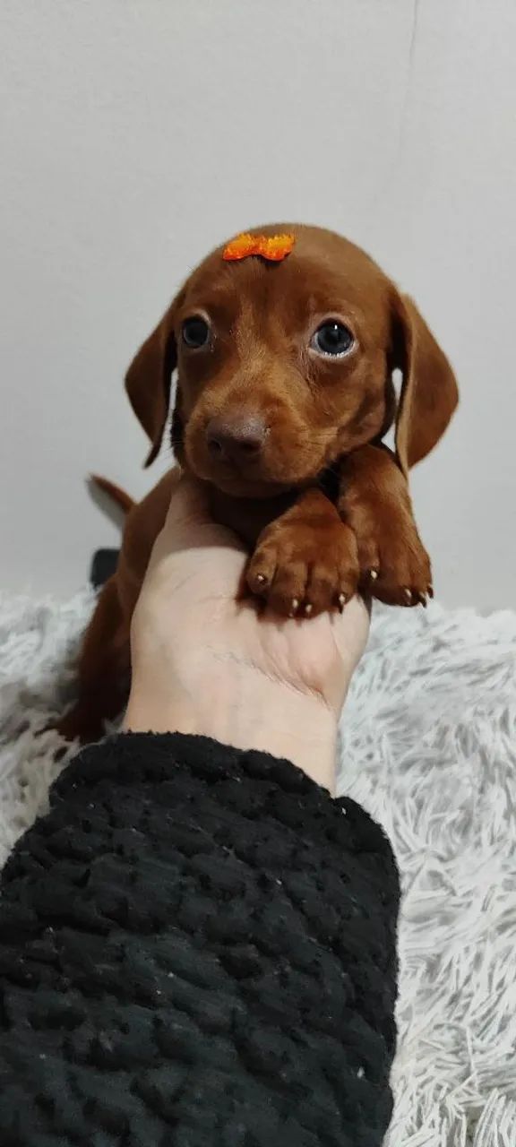 Basset fêmeas filhotes disponíveis cachorro 