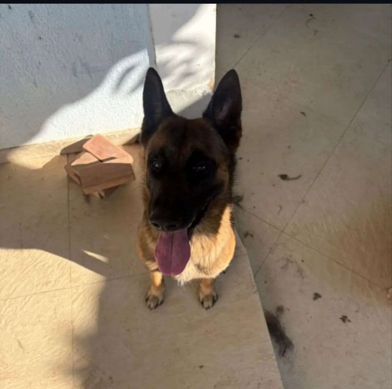 Pastor alemão malinois