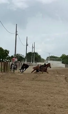Cavalo de vaquejada 