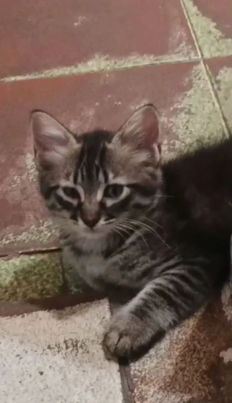 Neném Adoção Responsável  - Foto 3