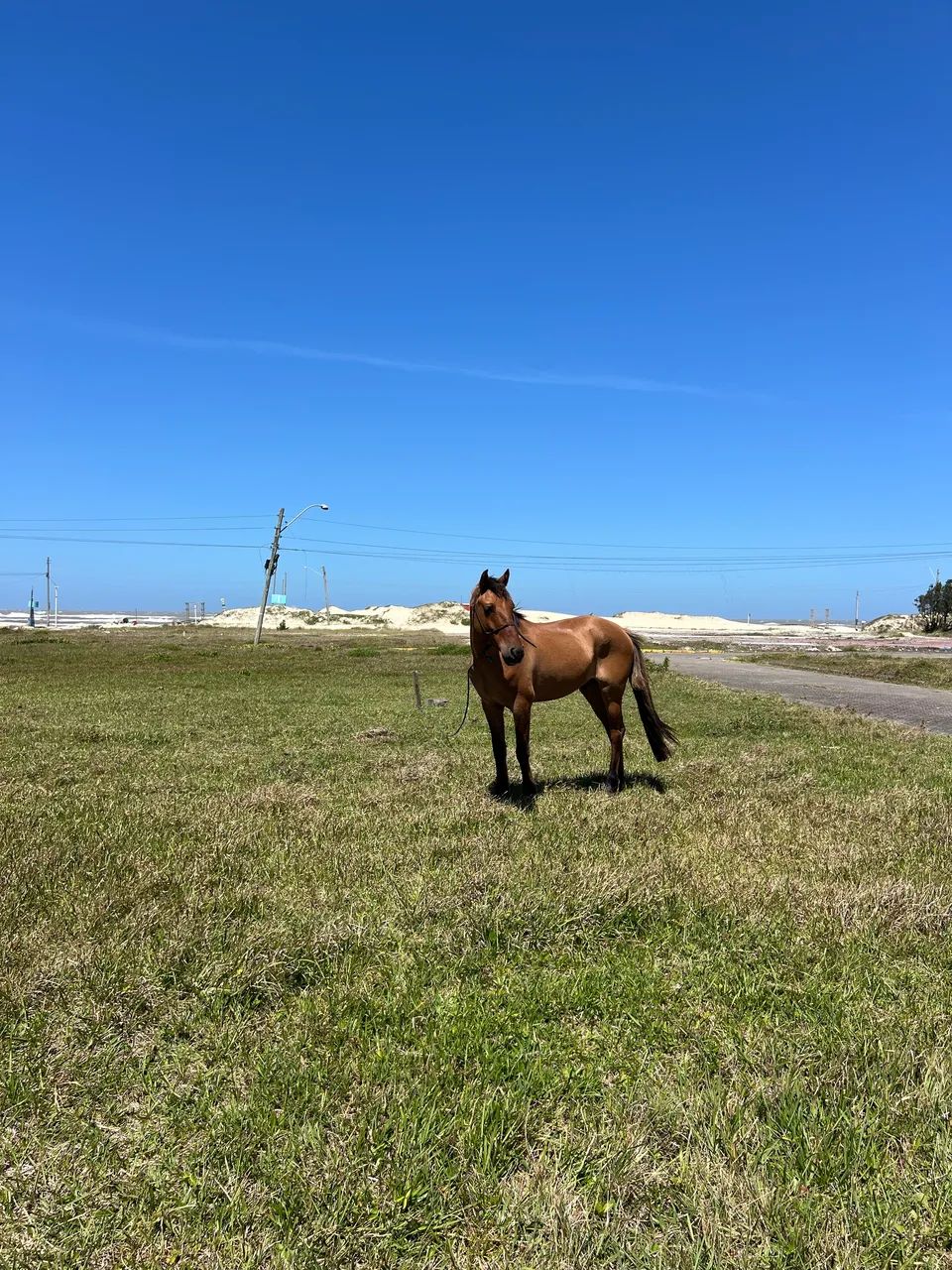 Vendo cavalo gateado - Foto 2