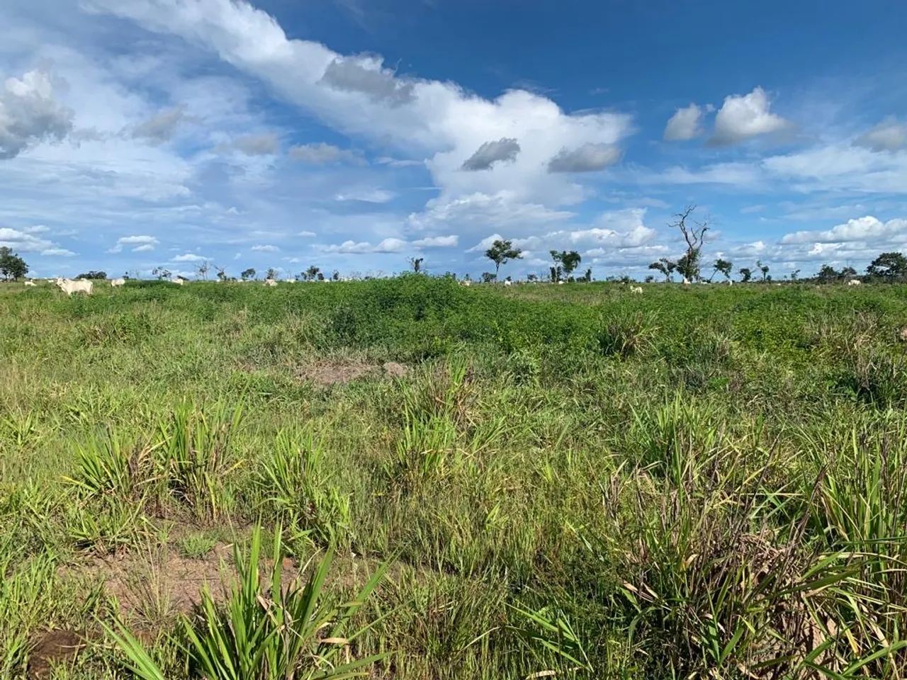 Fazenda Arrendamento