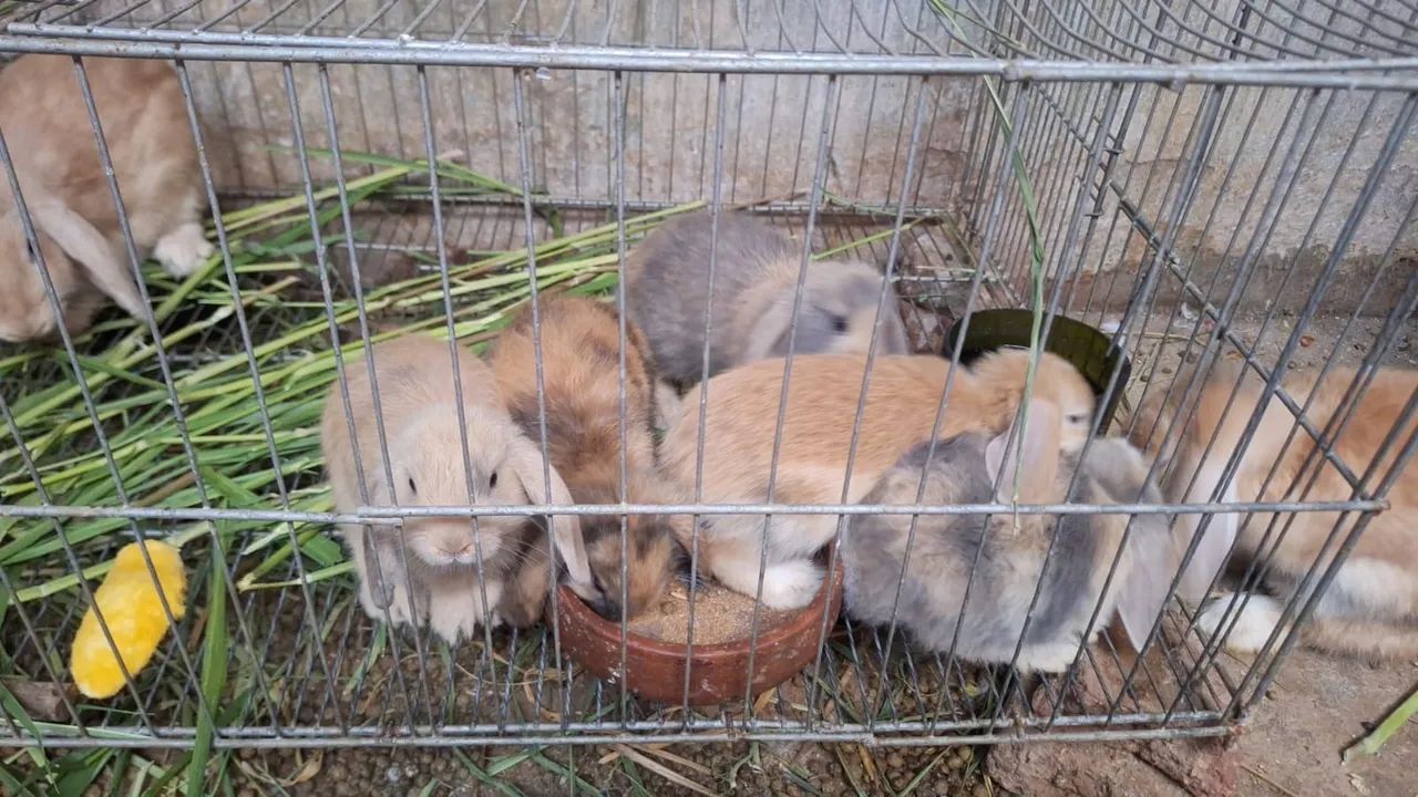 Coelhos Mini Loop  - Foto 3