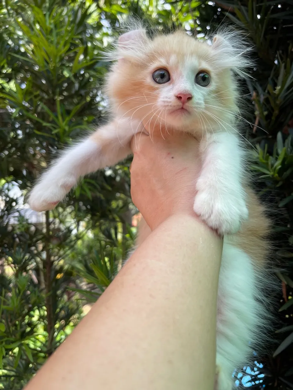 American Curl 