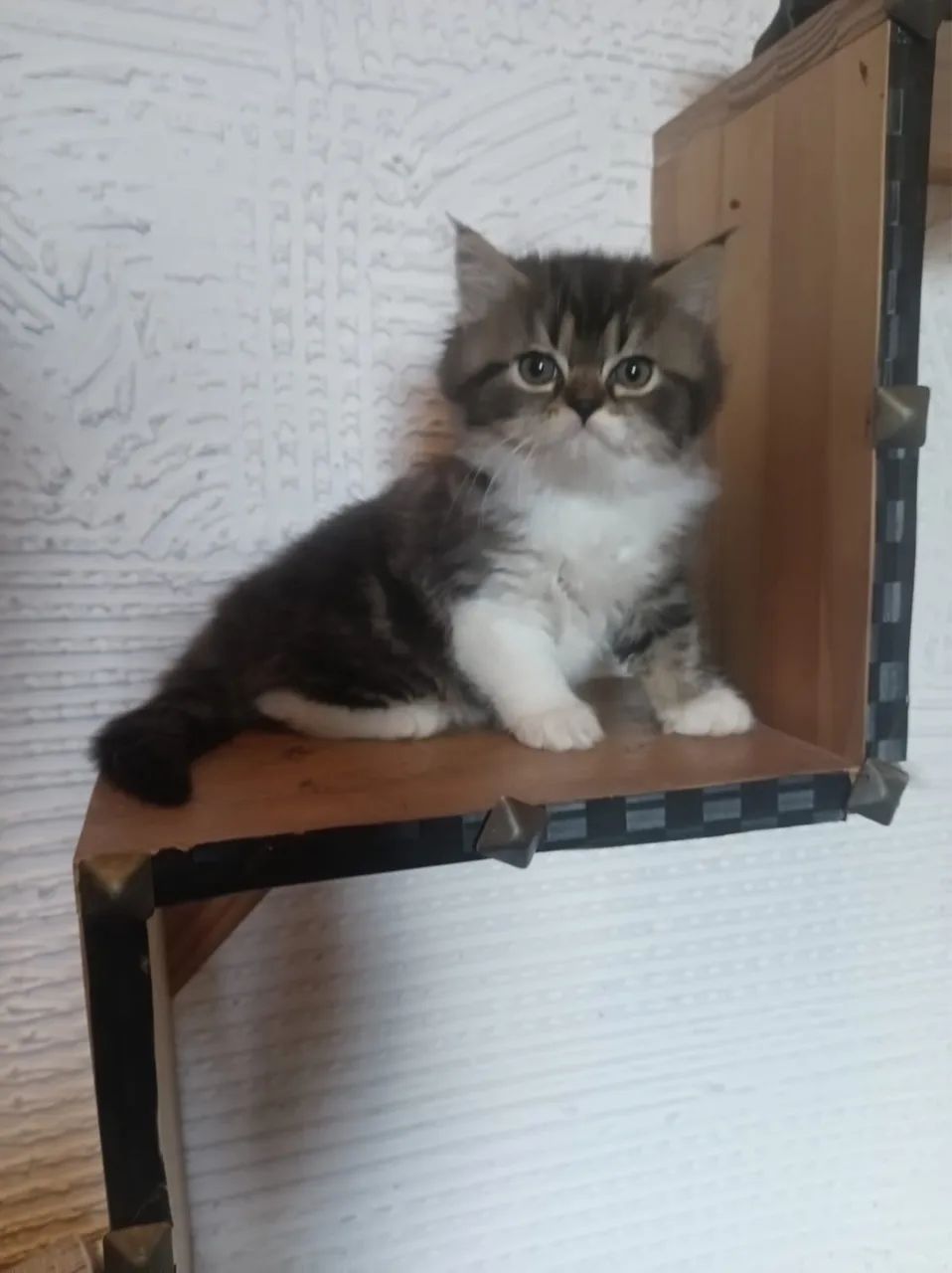 Gato persa 64672973813378123