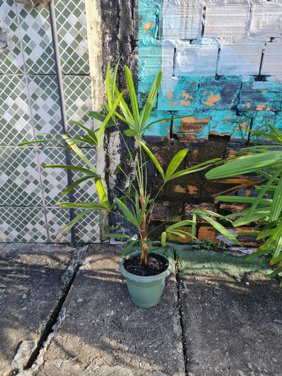 Linda muda de palmeira em vaso