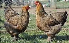 Brahma  - Foto 2