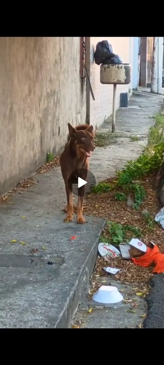 Doação responsável cão mestiço de poodle - Foto 4
