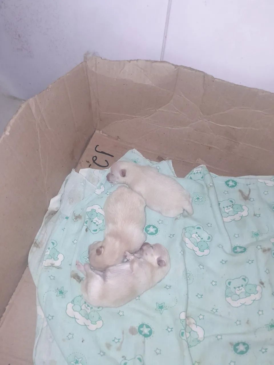 Cachorro Espinche Alemão  - Foto 2
