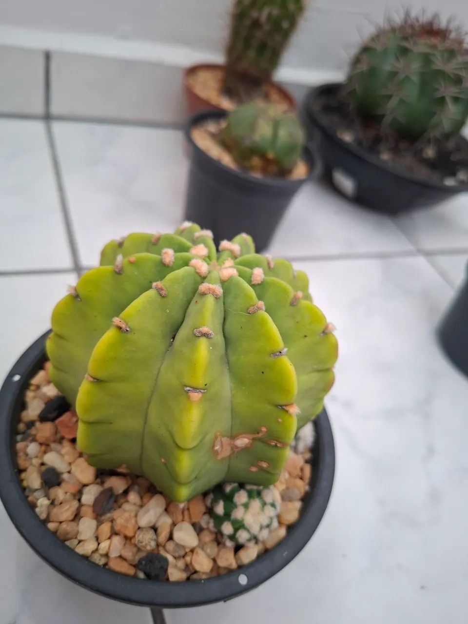 Cactos 30,00 cada - Foto 4