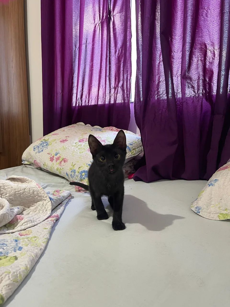 Doação de gatinhos 
