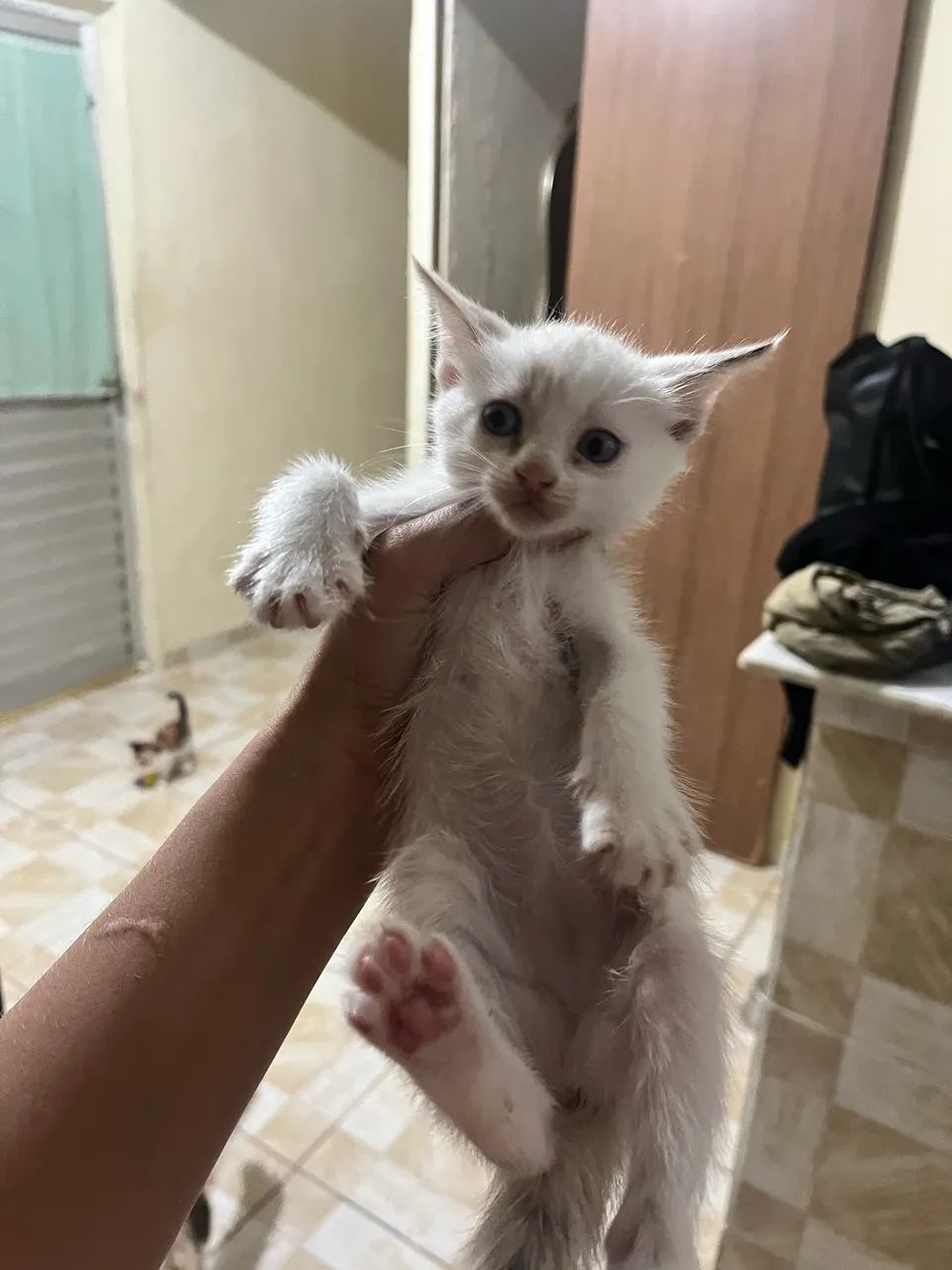Gato macho para adoção  - Foto 2