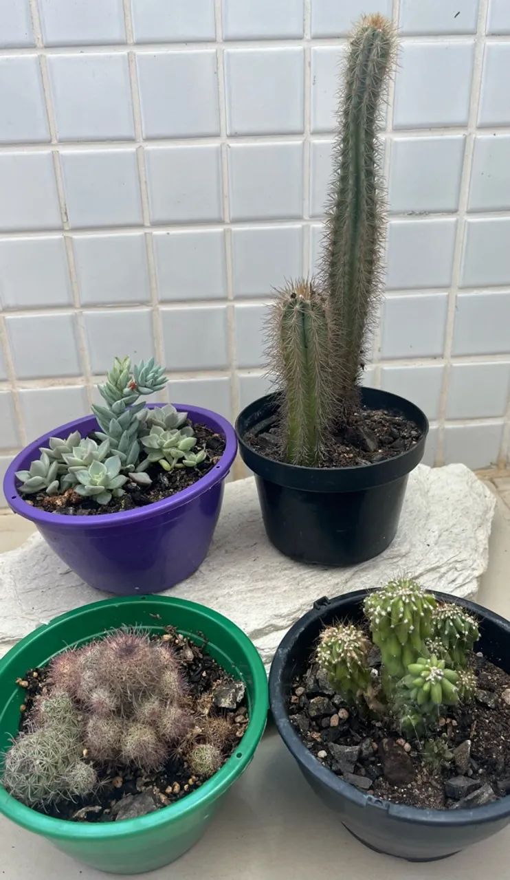 Kit Cactos/Suculenta(4 Itens) - Foto 4