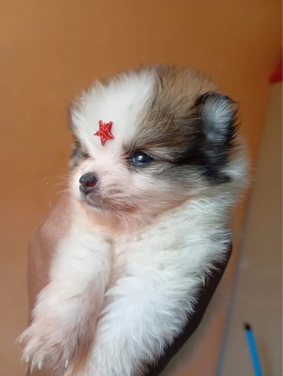 Cachorro - Foto 2