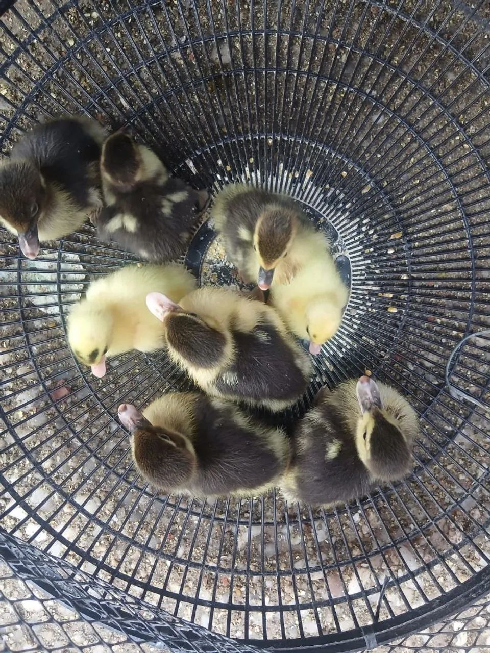 Vendo patinho e pintinho  - Foto 4