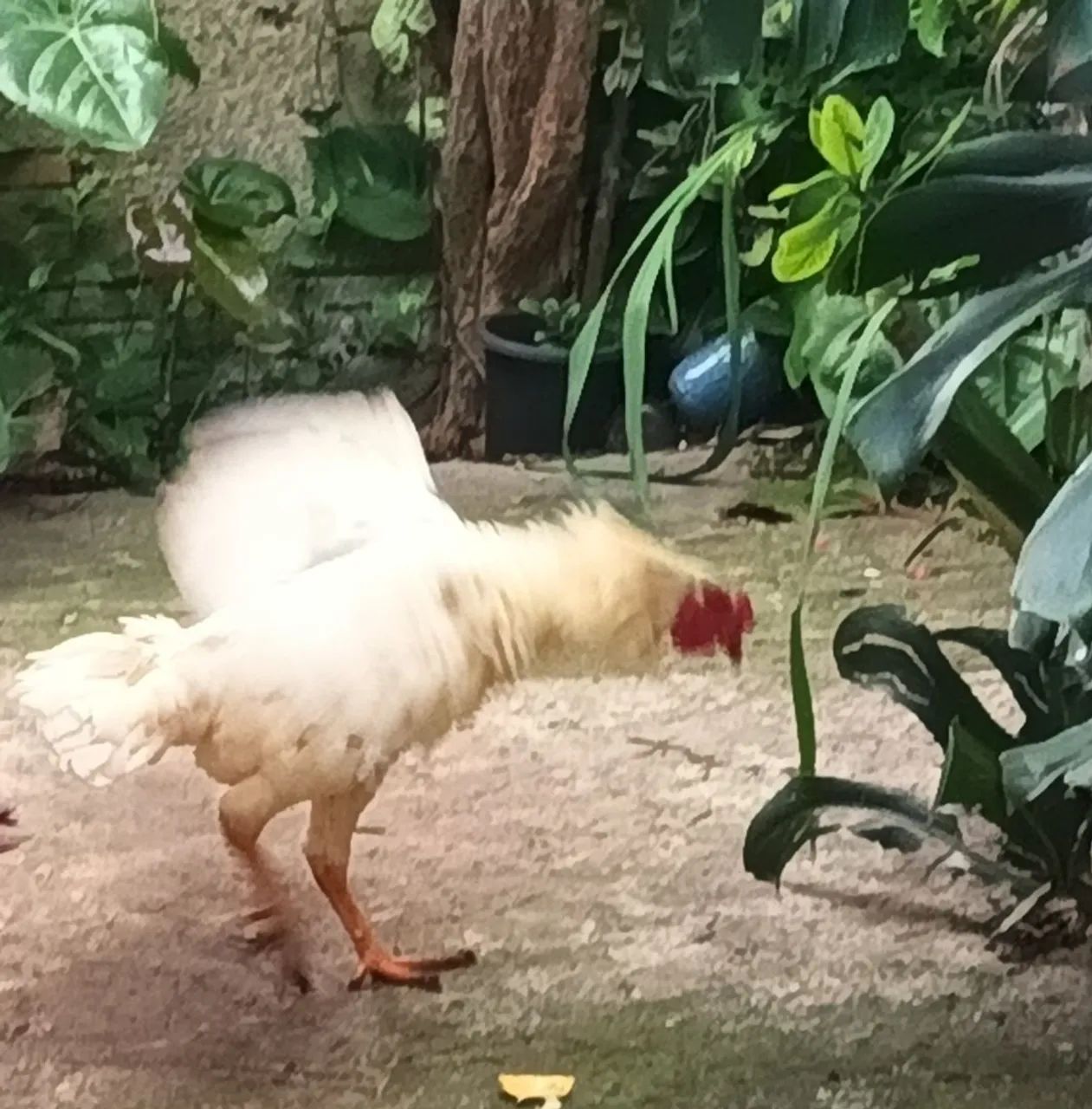 FRANGO ÍNDIO G - Foto 3