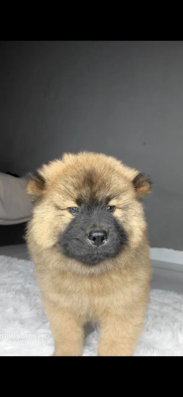 Cachorro 