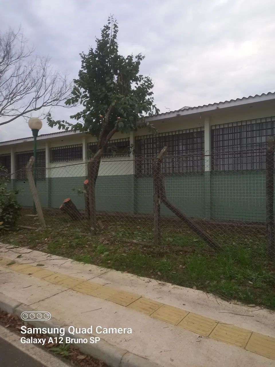Corte de árvores  - Foto 3