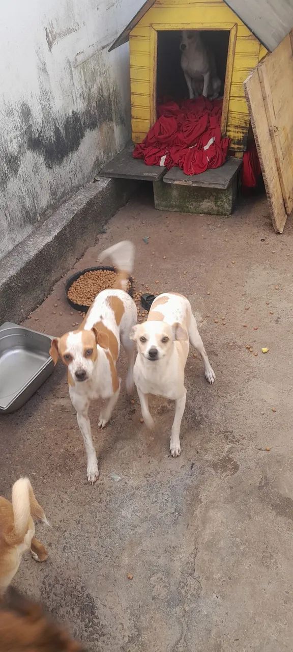 Adote um cãozinho - Foto 5