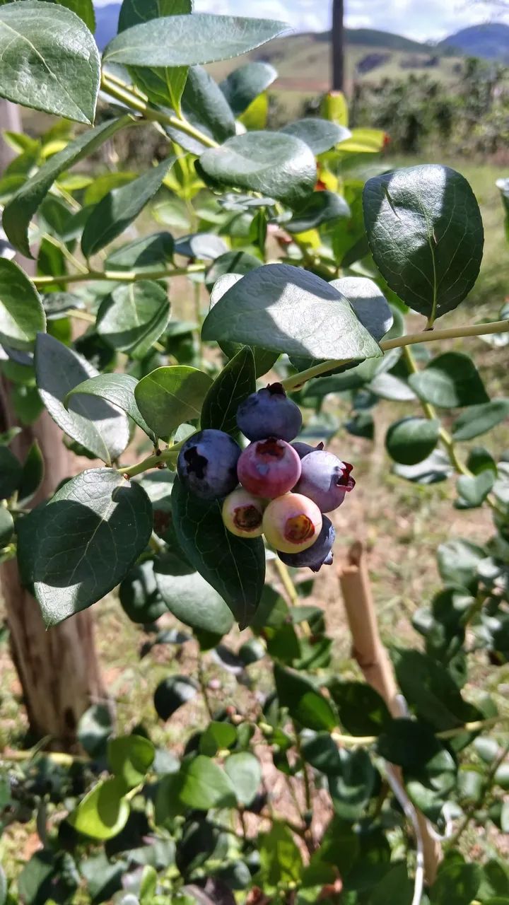 Mudas de mirtilo - Foto 2